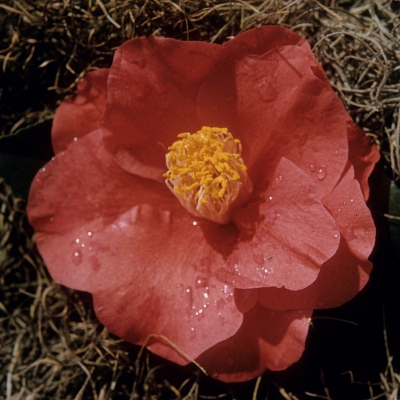 Earl Kline